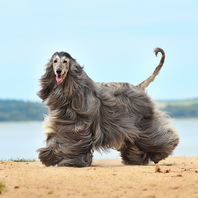an afghan greyhound caught in the wind