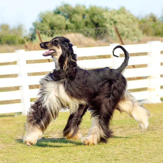 an Afghan hound walking elegantly on the grass