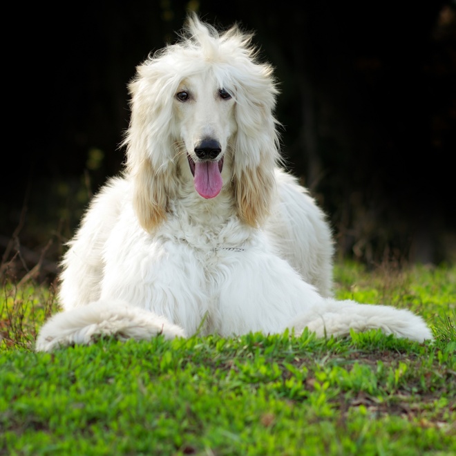 a white-coated Afghan sighthound sitting in the grass, sticking out its tongue
