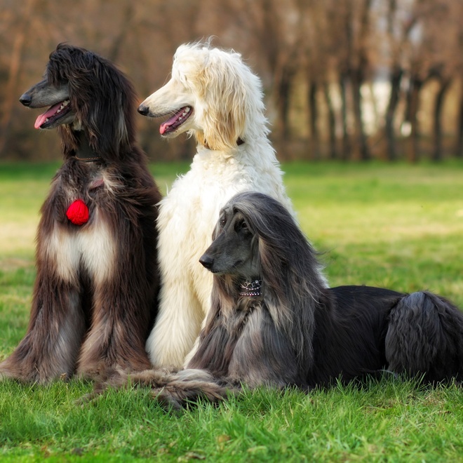 Three Afghan hounds sitting in the grass