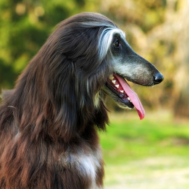 profile of an afghan hound sticking out its tongue