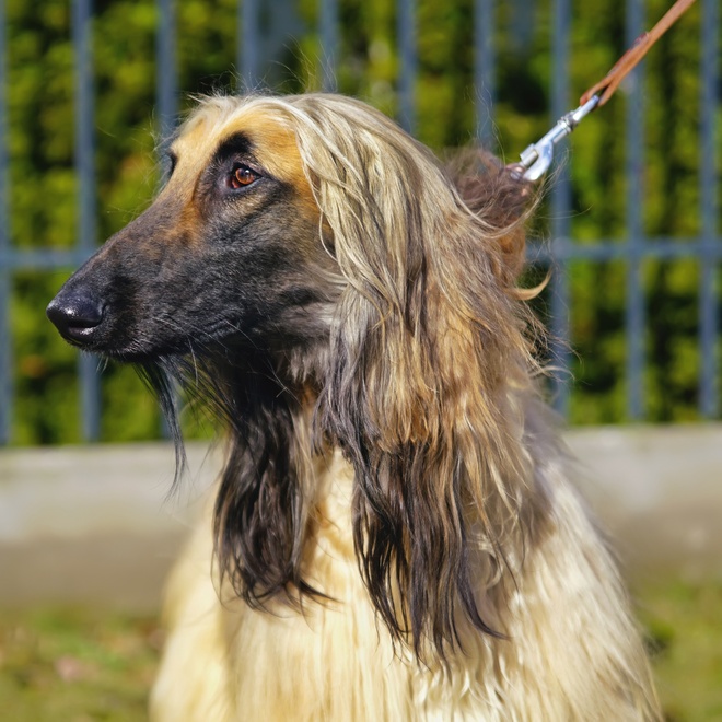an afghan hound on a lead
