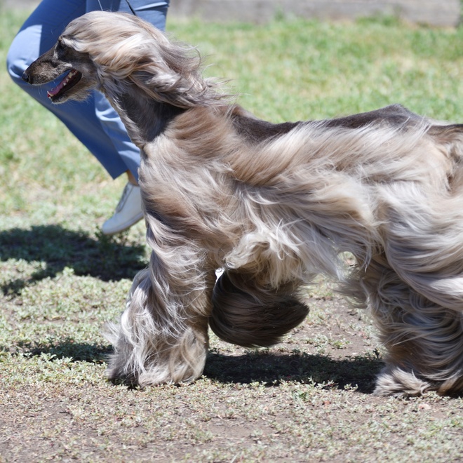an Afghan hound running close to his master, his coat caught in the wind