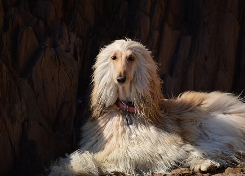 an afghan hound sitting majestically