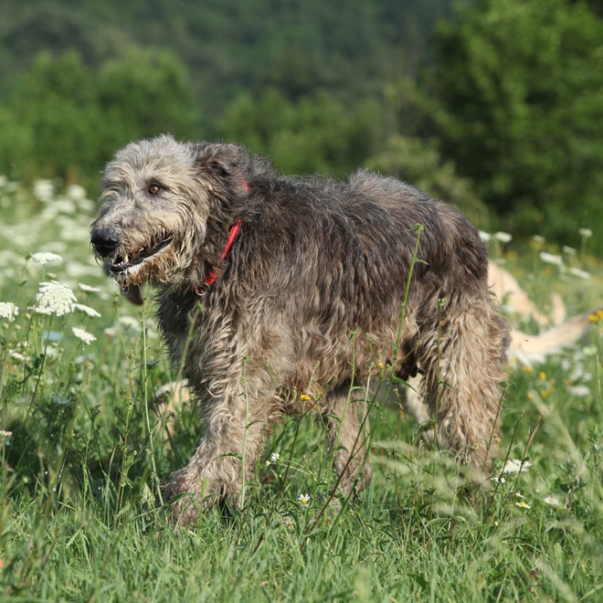 an Irish Wolfhound walking on grass