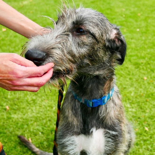 an Irish Wolfhound sniffing someone's hand