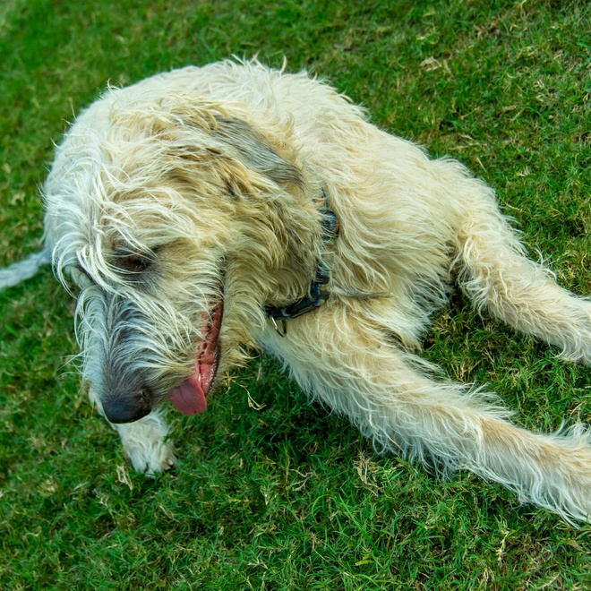 an Irish Wolfhound lying on the grass