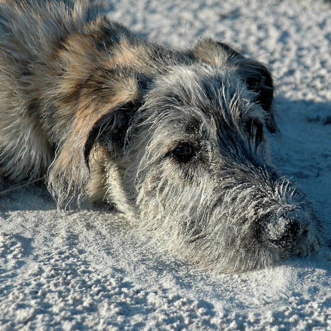 an Irish Wolfhound with a face full of snow