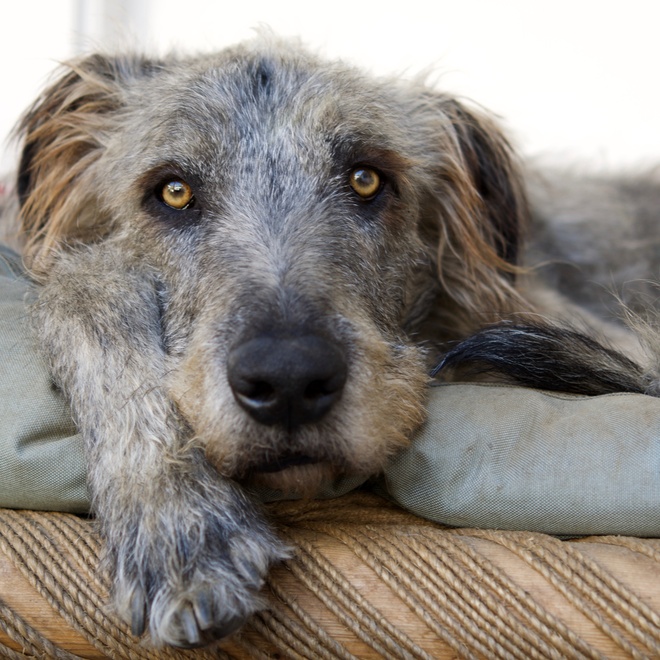 an Irish Wolfhound lying in its basket