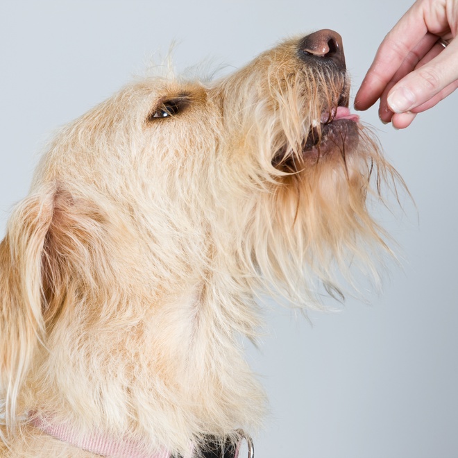 an Irish Wolfhound extending its snout towards a person's hand