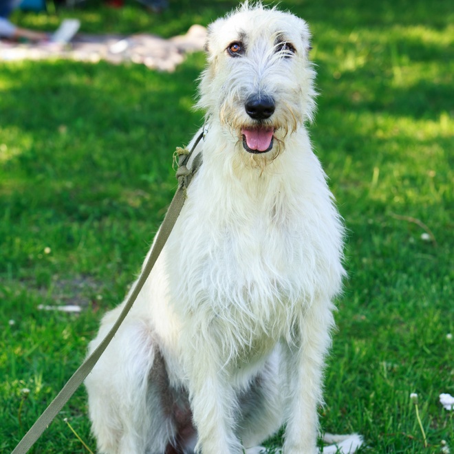 an Irish Wolfhound sitting quietly in the grass, kept on a leash