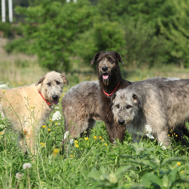 3 Irish Greyhounds together on the grass