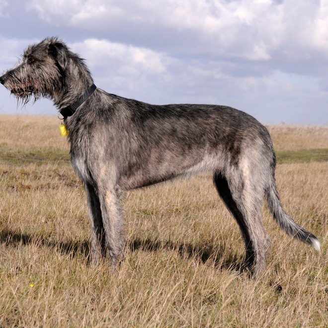 an Irish Wolfhound in profile in a field