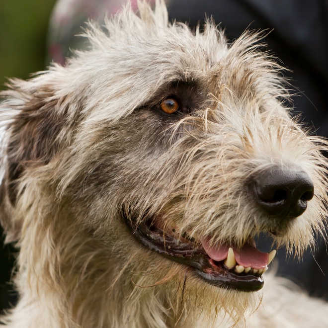 detail of the head of an Irish Wolfhound