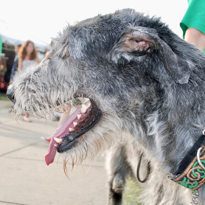 an Irish Wolfhound in profile opening its mouth