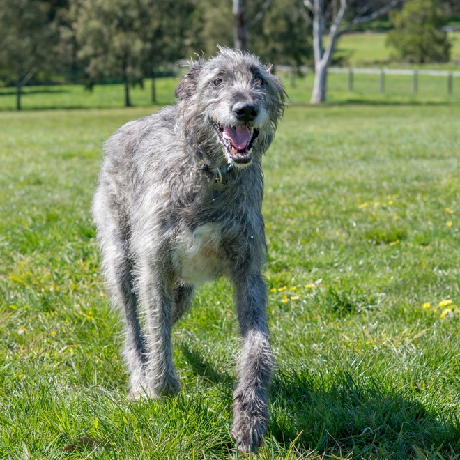 an Irish Wolfhound running on grass