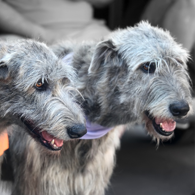 two Irish Wolfhounds together