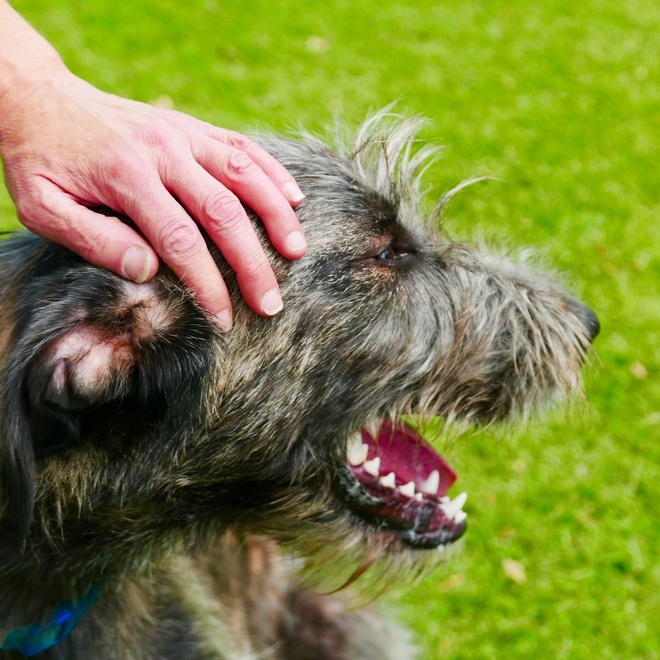 an Irish Wolfhound with a person's hand on its head