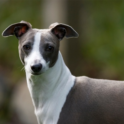 portrait d'un levrier italien