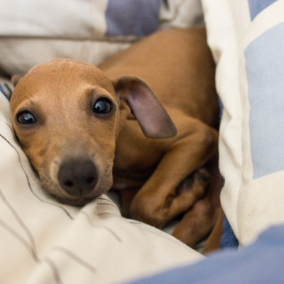un lévrier italien allongé dans un lit