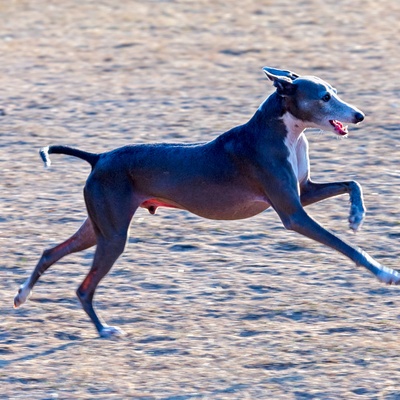 un levrier italien qui court sur une plage