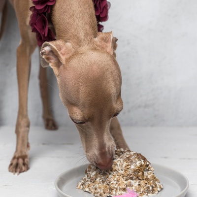 un levrier italien qui mange dans une assiette pleine de gateau