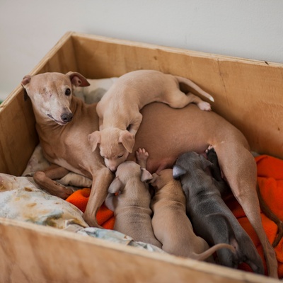 des petits qui entourent une maman levrier italien