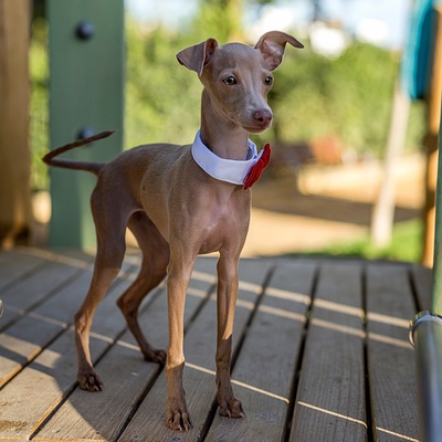 un levrier italien debout sur ses gardes