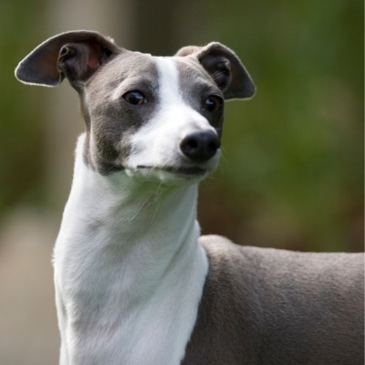 portrait d'un levrier italien