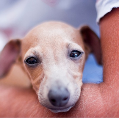 un levrier italien dans les bras d'une personne