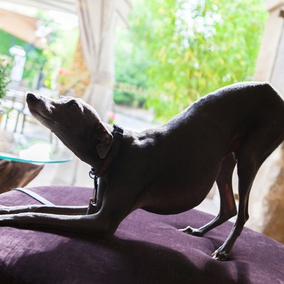 un levrier italien qui s'étire