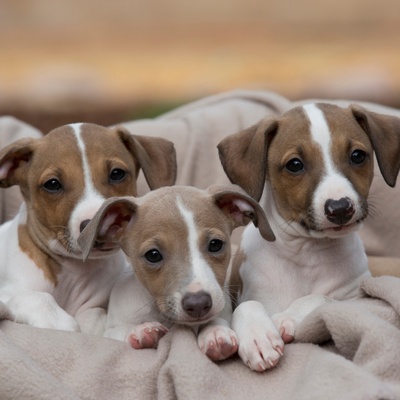 trois petits lévriers italiens côte à côte