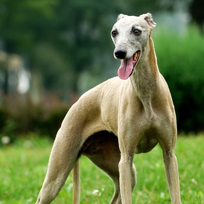 un levrier italien heureux dans l'herbe