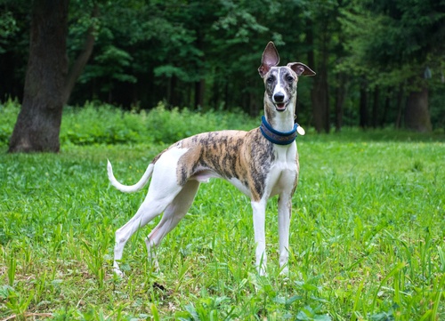 a Polish Greyhound on grass