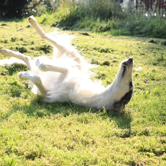 a Polisg Greyhound lying around on grass