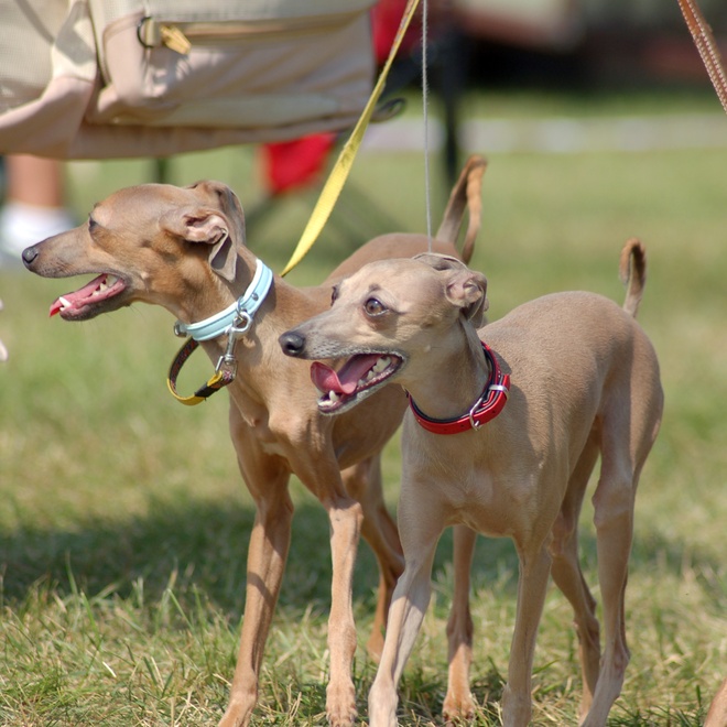 two Polish Greyhounds on a leash together