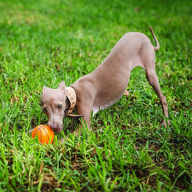 a Polisg Greyhound playing with a ball on grass