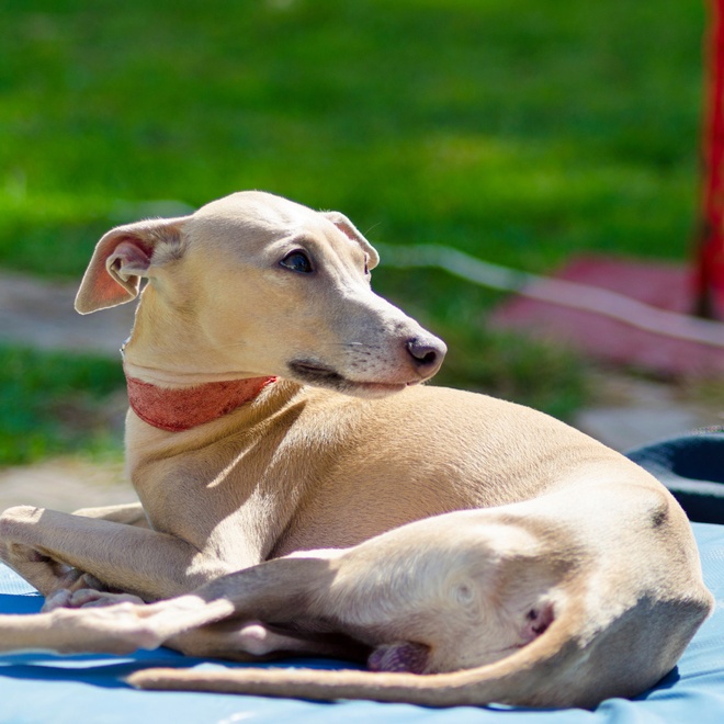 a lying Polish Greyhound that raised its head in one direction