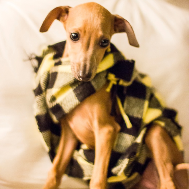 a Polish Greyhound wrapped in a scarf