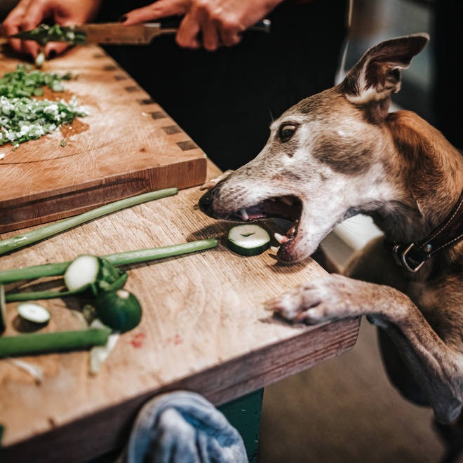 a Polish Greyhound eating a piece of cucumber cut by a person