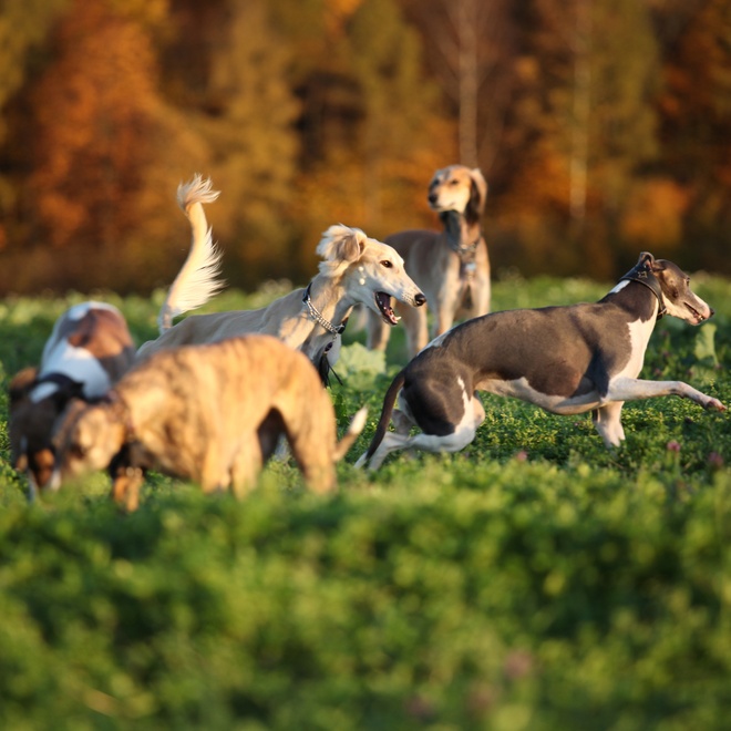 a Polish Greyhound who plays with lots of other Greyhounds
