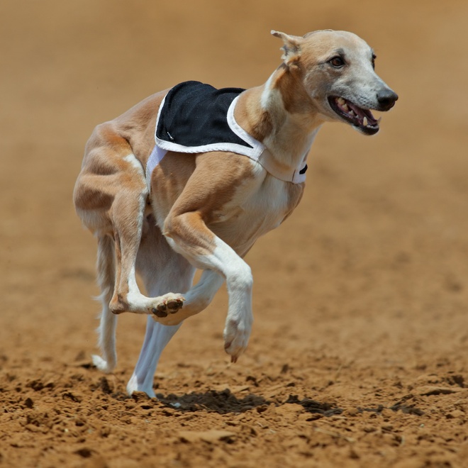 a Polish Greyhound running