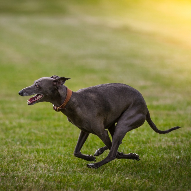 a Polish Greyhound running on the grass