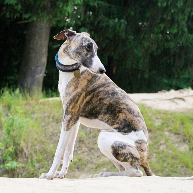 a Polish Greyhound sitting and looking behind him at the same time
