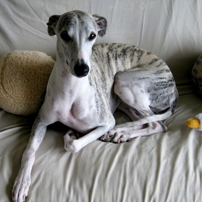 a Polish Greyhound sitting on a sofa