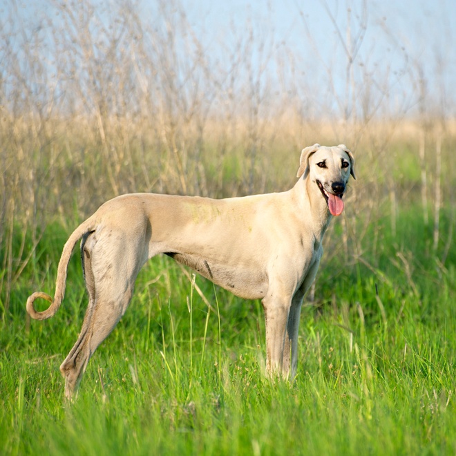 an artwork depicting a Polish Greyhound