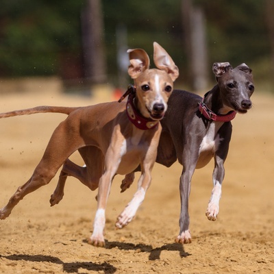 Everything About The Polish Greyhound Health Education Costs Everything About The Polish Greyhound Health Education Costs