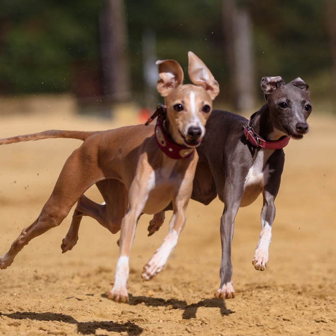 two Polish Greyhounds running next to each other