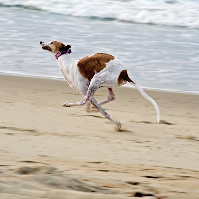 a Polish Greyhound running on sand