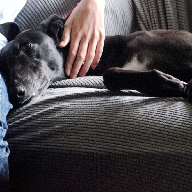 a Polish Greyhound lying on the couch with someone cuddling him